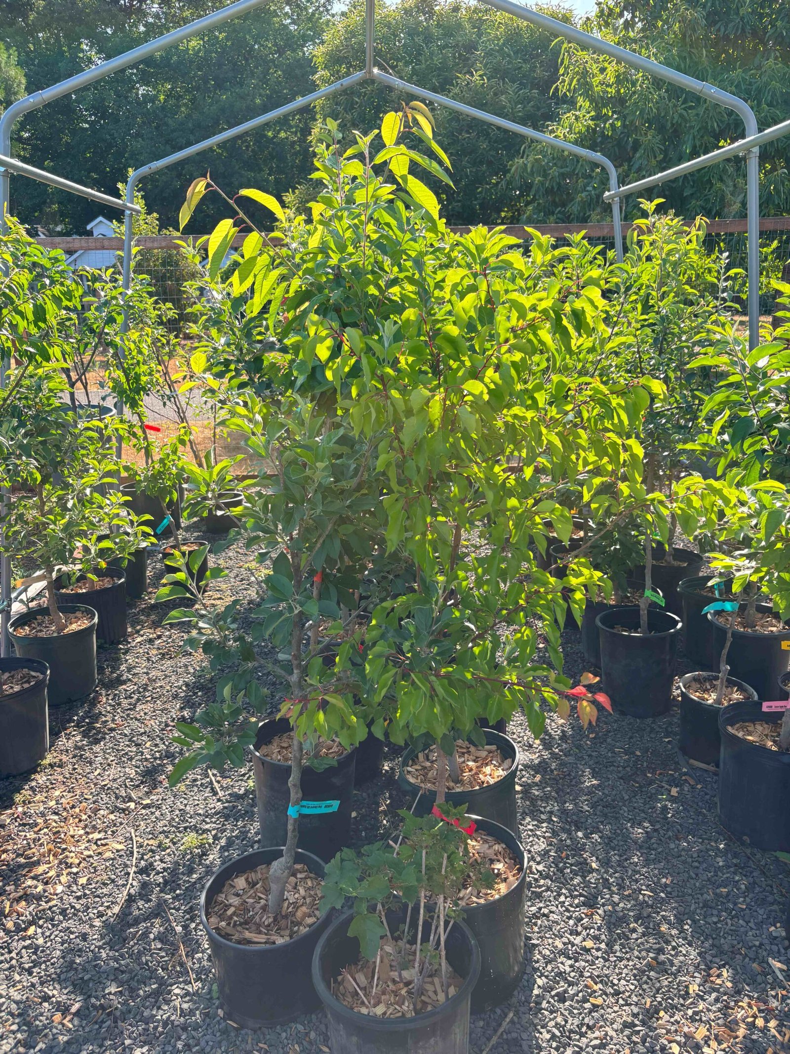 Someone planting a small tree