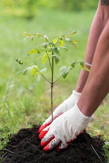 Someone planting a small tree