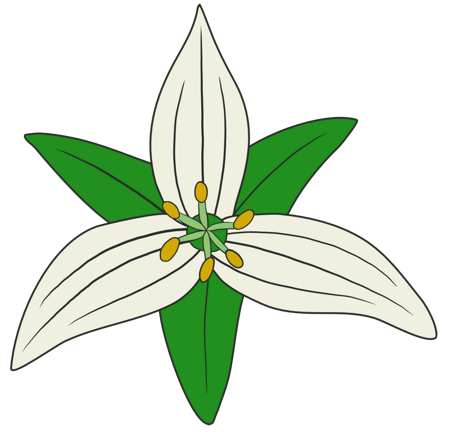 trilium flower logo